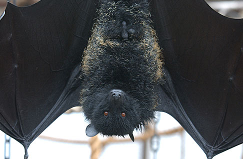 International Bat Night taking place this weekend - Jersey News from ITV Channel Television - channelonline.tv
