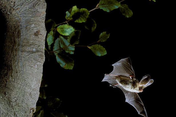 Lynne Allbutt: Why we should all be batty about bats - Lynne Allbutt - Wales Online